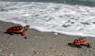 CSIC libera 240 ejemplares de tortuga boba procedentes de Cabo Verde