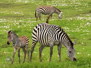 Green vacation: Go on an eco-friendly safari