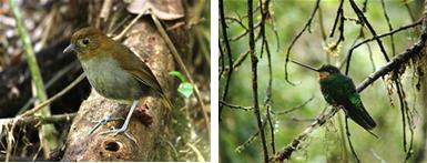 ProAves aporta a la protección del Páramo del Sol
