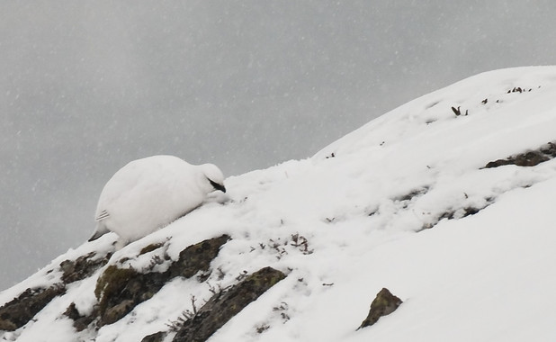 El calentamiento global amenaza los hábitos de alimentación de la perdiz nival