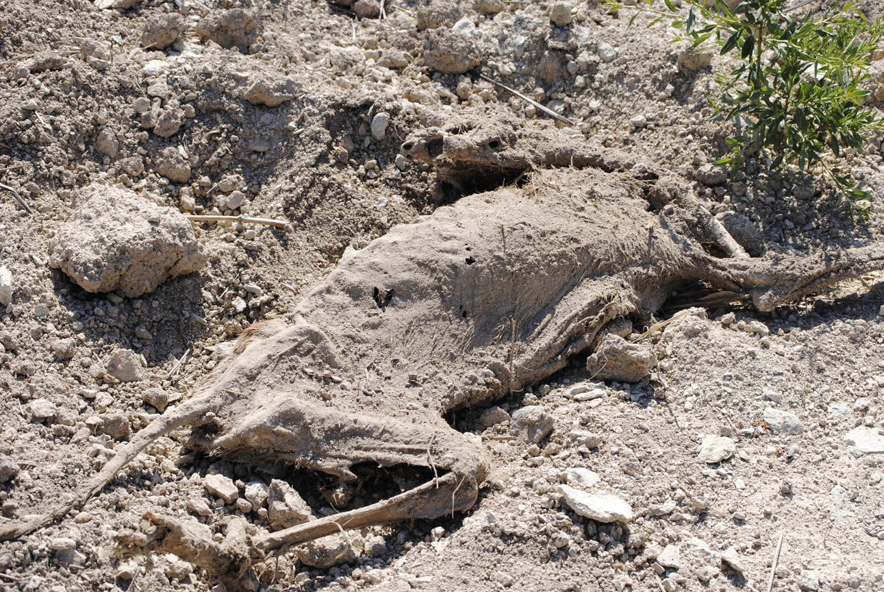 Fondo 337 entrega una ‘recompensa’ al denunciante que logró el decomiso de más de 100 animales de un maltratador en Bullas