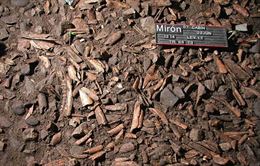 Huesos de ciervo vs cambio climático de la prehistoria