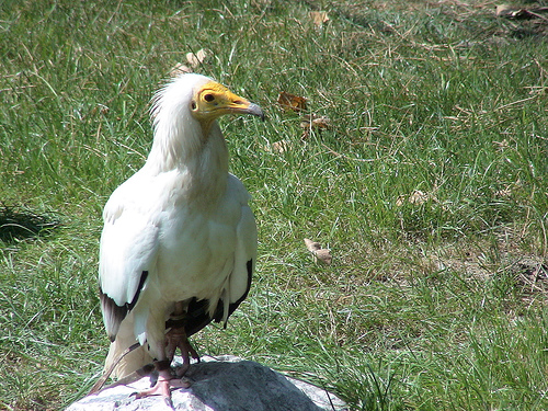 Hallado en Segovia un alimoche muerto por presunto envenenamiento