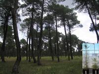 Frente a la sequía pinos con variabilidad genética