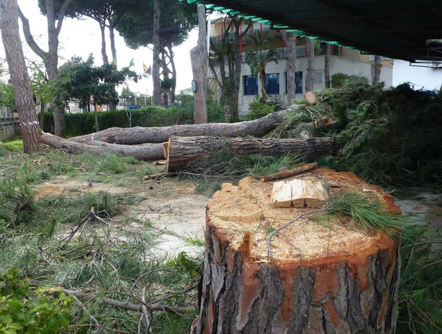 Denuncian la tala de grandes pinos en el Centro Inglés