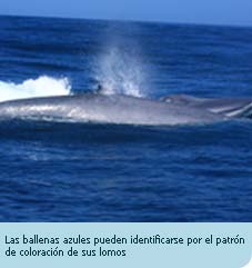 Un “día azul”: vivencias junto a las ballenas azules del Pacífico Chileno