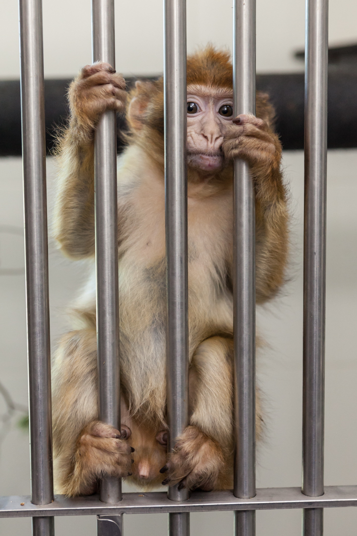 ‘Salvemos los Macacos’ (vea VIDEO)