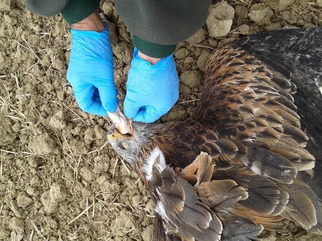 PSOE-A reclama a la Junta un Pacto andaluz contra el veneno para evitar muertes de fauna silvestre