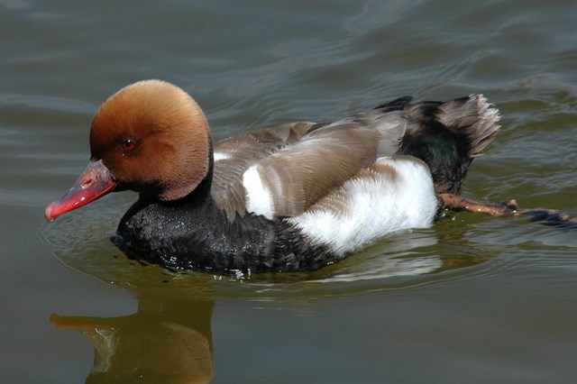 El cambio climático podría alterar la biología y las migraciones de las aves acuáticas