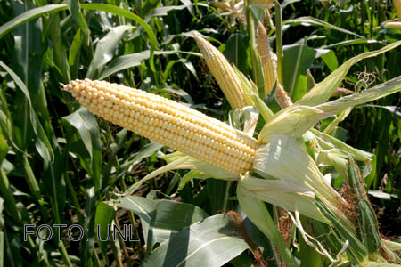 Primer mapa de zonas agrícolas en riesgo por el cambio climático