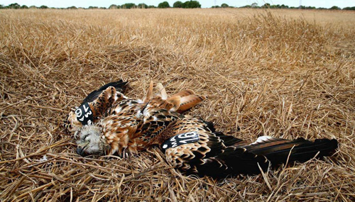 Condenan al gestor de un coto por uso de veneno