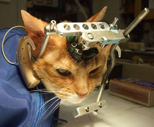 Los científicos españoles se defienden y replican las informaciones sobre ‘maltrato animal’