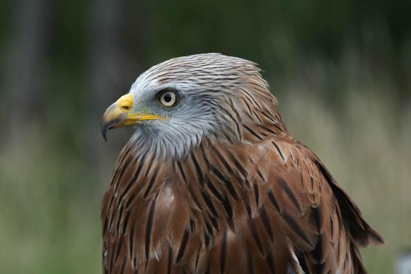 La población de milano real se ‘recupera’