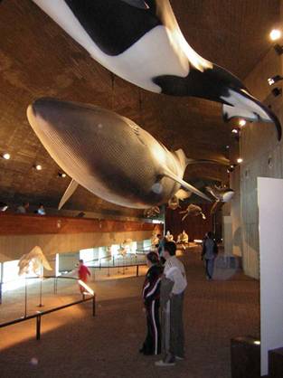 El CSIC apuesta por un enfoque más amplio vinculado a Doñana para recuperar el museo de Matalascañas