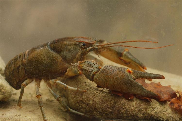 Medio Ambiente trabaja para salvar al cangrejo autóctono