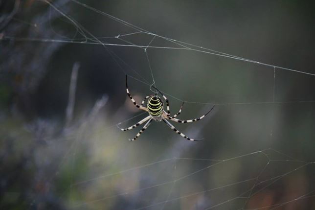 Las arañas que comen peces