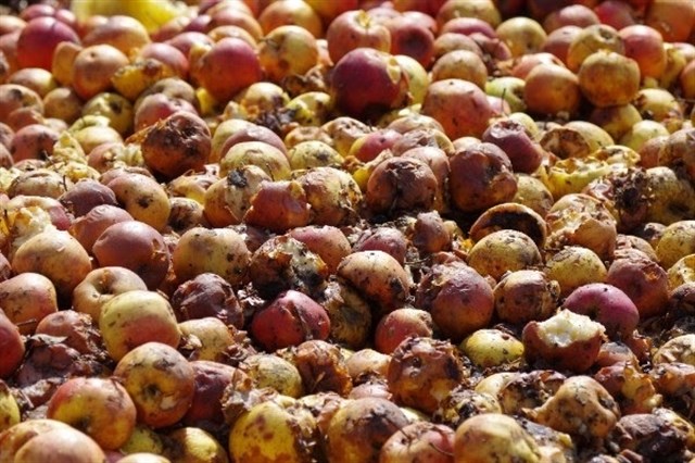 Cataluña participa en un proyecto europeo para reducir el malgasto de alimentos