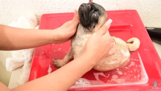 Un cachorro de pug ‘disfruta’ de su baño (VIDEO)