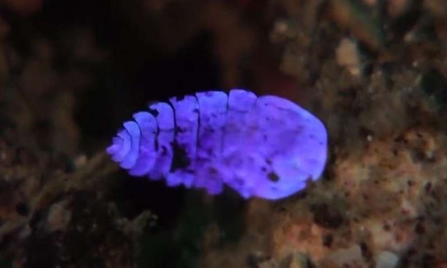 Magia en los fondos marinos (Vea VIDEO)