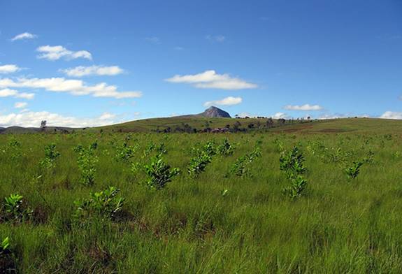 Para Navidad regala un árbol con Tree-Nation!