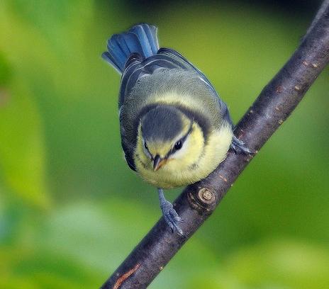 Un pariente de la malaria reduce la supervivencia de aves silvestres