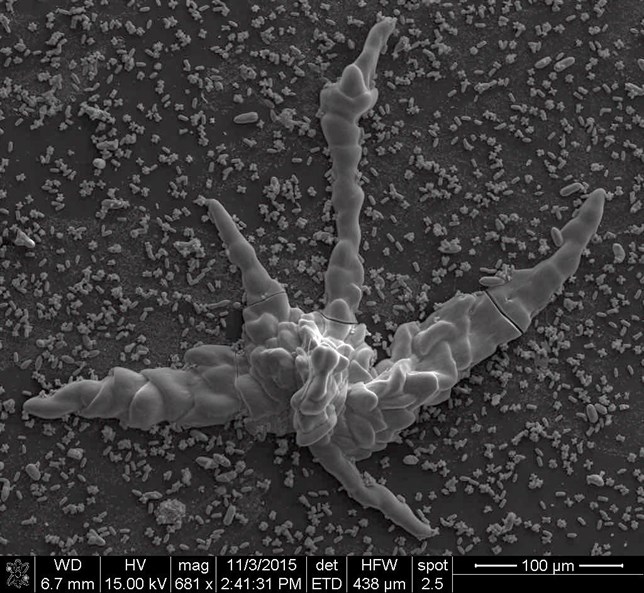 Materia inorgánica se disfraza de fósiles primitivos