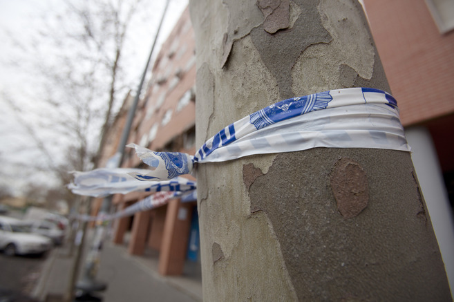 En Sevilla talan árboles porque molestan a las farolas