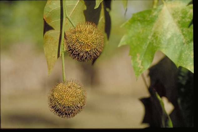 El polen de plátano ‘inunda’ España
