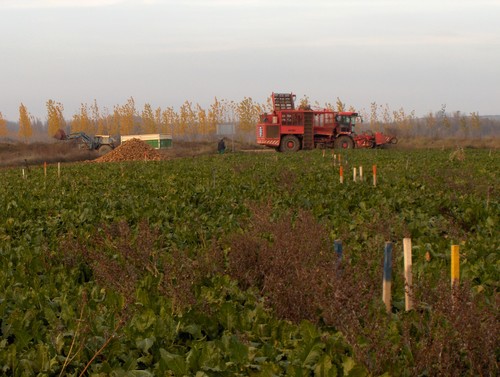 Investigan la capacidad fertilizante de diversos residuos orgánicos