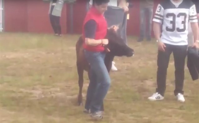 Antitaurinos lanzan un vídeo donde denuncian el "maltrato" a vaquillas en las capeas (Vea VIDEO)