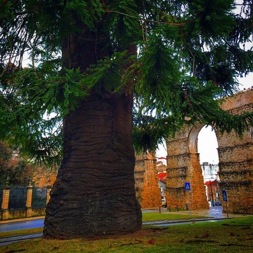 Proyecto para proteger los árboles monumentales de Portugal