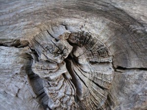 Nuevas herramientas de seguimiento de la madera para reforzar la lucha global contra la tala ilegal