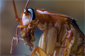 Barcelona. Una plaga de cucarachas voladoras afecta al centro de Gavà