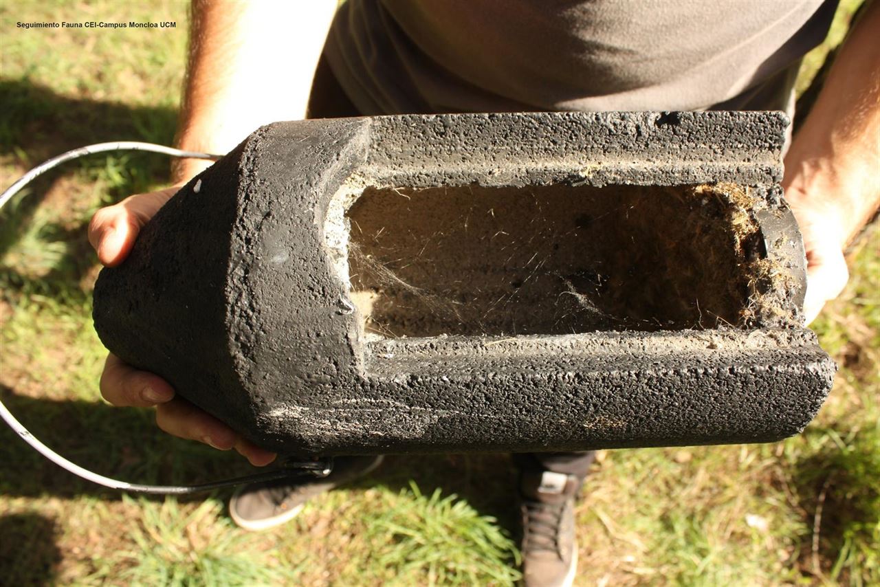 Murciélagos y el virus Zika