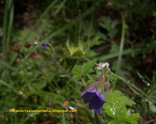 Flora de la Sierra de Guadarrama: Nuevas especies para Madrid y la Sierra del Rincón