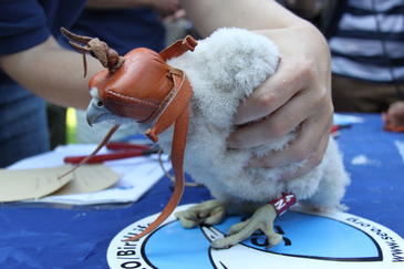 Halcones en el centro de Madrid