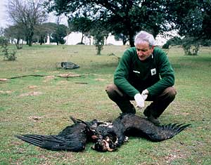 Andalucía reduce un 50% los cebos envenenados