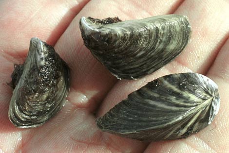 Confirma la efectividad de las biobalas contra el mejillón cebra en sistemas cerrados