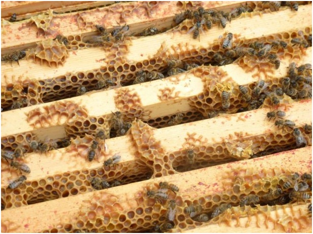 El papel de las abejas es ‘vital’ para el ecosistema