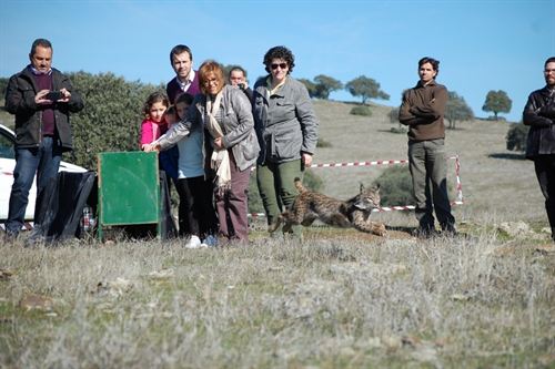 Lince liberado en los alrededores de río Guarrizas