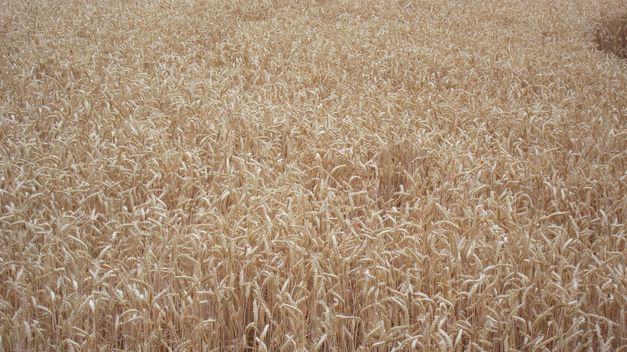 Medio Ambiente tendrá una Secretaría de Estado dentro del ministerio de Agricultura