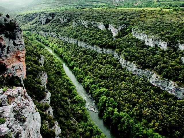 Diez acciones sostenibles para los bosques