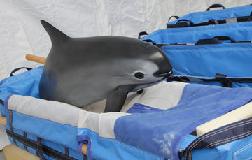 Los veterinarios de la vaquita marina