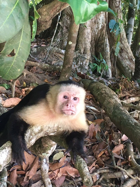 Costa Rica. Estas son las razones de por qué podrían cerrar el parque Manuel Antonio