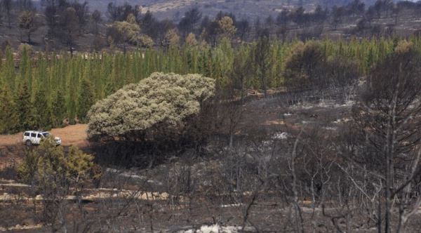 Castellón permitirá el pastoreo en algunas zonas quemadas