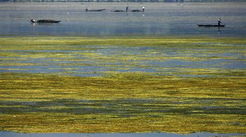 Las algas podrían ayudar a enfriar el planeta al suavizar el aumento de CO2 en la atmósfera