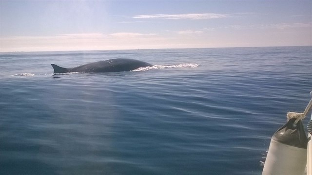 Tres rorcuales comunes se acercan a Torrevieja en su migración hacia el Estrecho de Gibraltar