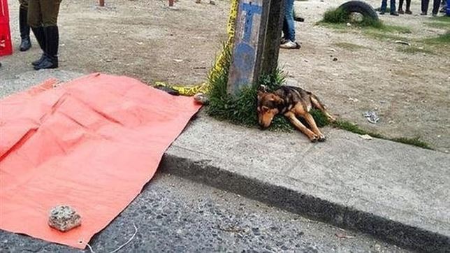 El perro que ‘llora’ la muerte de su dueño