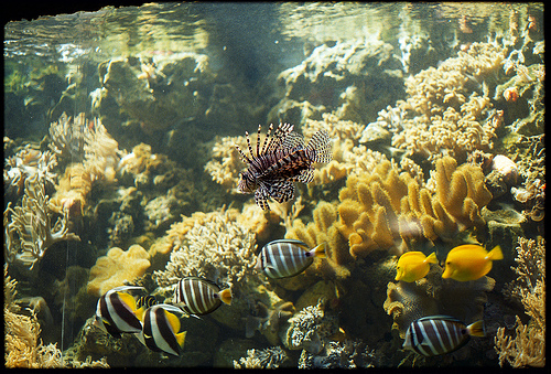 El acuario de Palmitos Park cuenta con una nueva iluminación