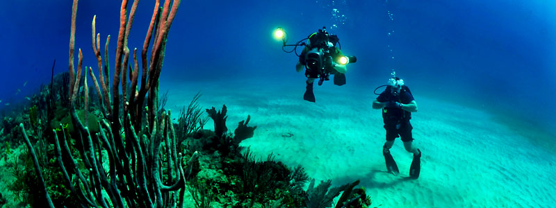 Arrecifes de coral: biodiversidad a todo color